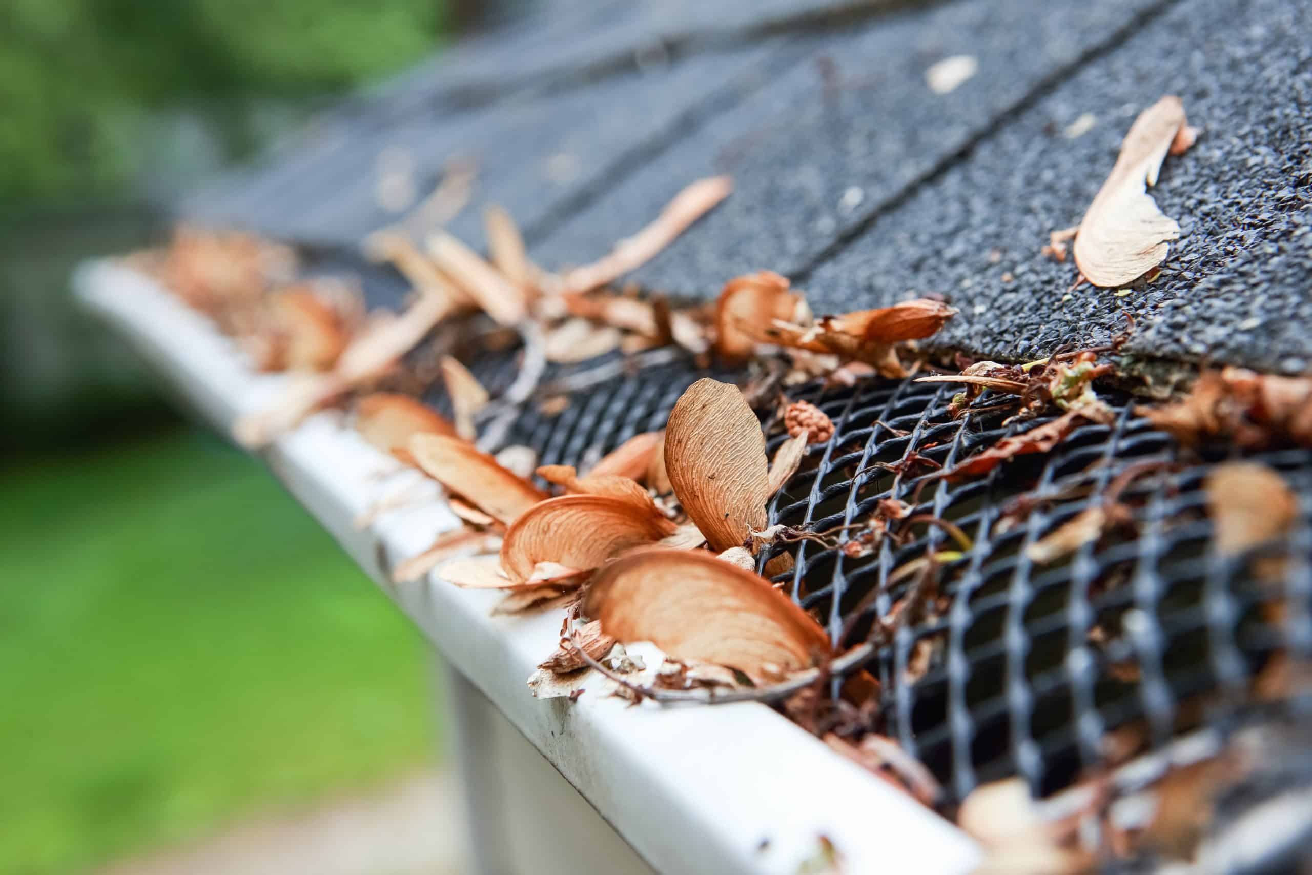 bb_gutters_leaves