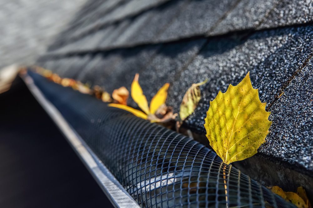 Yellow leaves in gutter with mesh cover