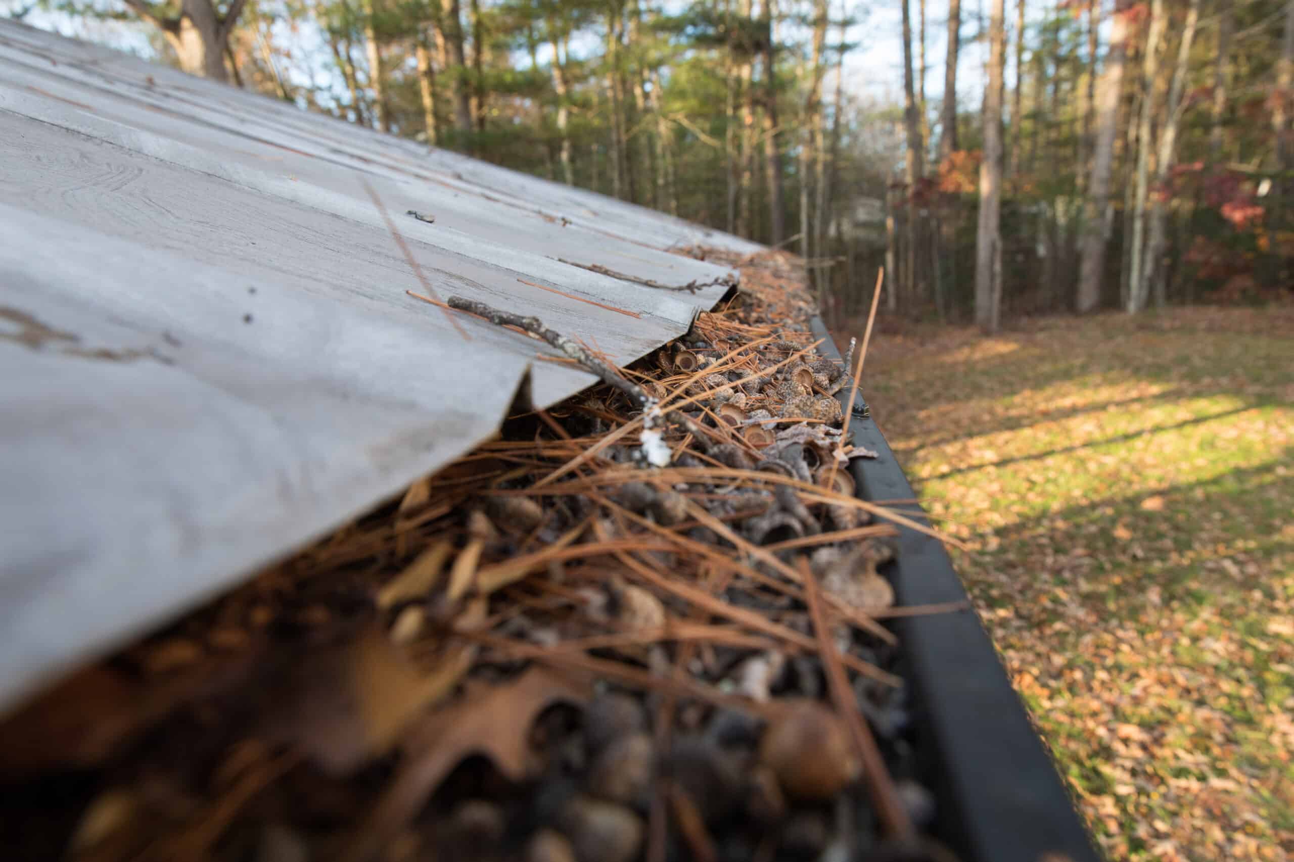 A gutter packed with pine needles and leaves