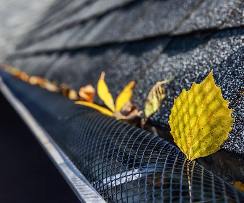 Yellow leaves in gutter with mesh cover